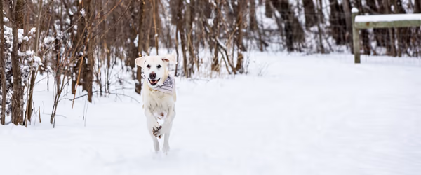 Scott County Dog Park